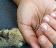 Landgericht erlaubt Umgangsrecht mit gemeinsamem Hund nach (Foto: AdobeStock - Michael Eichhammer 217038369)