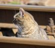 SNCF wegen fahrlässiger Tötung von Kater verurteilt (Foto: AdobeStock - 0635925410 430747649)