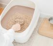 Tipps für eine saubere Wohnung: Das richtige Katzenklo (Foto: AdobeStock - buritora 556872466)