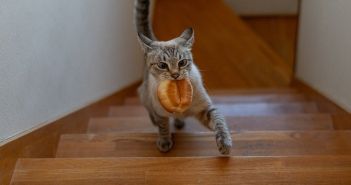 Vertragswidrige Katzenhaltung in Mietwohnungen kann zu Problemen (Foto: AdobeStock - rai 682752305)