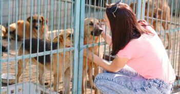 Tierheim Biberach: Liebevolle Betreuung für Tiere in Not (Foto: AdobeStock - 234937158 davit85)