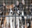 Tierheim Wipperfürth: Eine Oase für Tiere in Not (Foto: AdobeStock - 34432981 Roman Samokhin)