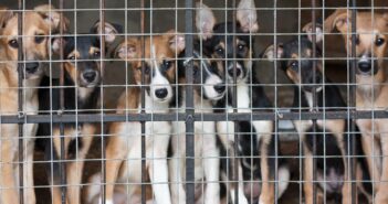 Tierheim Wipperfürth: Eine Oase für Tiere in Not (Foto: AdobeStock - 34432981 Roman Samokhin)