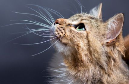 Deutscher Tierschutzbund warnt: H5N1 minimalisches Ansteckungsrisiko aber nicht (Foto: AdobeStock - fantom_rd - 112606090)