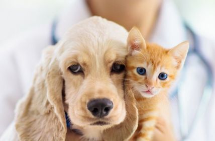 Allianz startet neue Tierkrankenversicherung mit umfassendem Rundumschutz ab (Foto: AdobeStock - famveldman - 287230444)