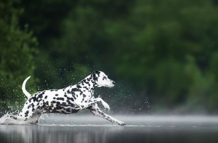 Allianz startet neue Tierkrankenversicherung mit vier Tarifen und (Foto: AdobeStock - omica - 1696925532)