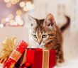 Fünf kreative, einfach kostengünstige DIY-Weihnachtsgeschenkideen für Hunde und (Foto: AdobeStock -  ShunTerra - 465101956)