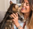 Positive Verstärkung statt Strafe: Katzenverhalten effektiv mit Lob (Foto: AdobeStock - Krakenimages.com - 215390572)