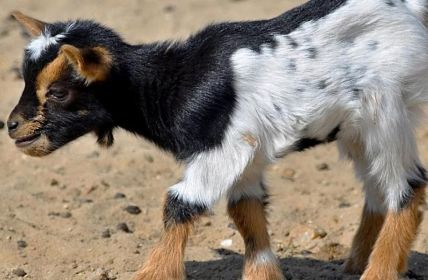 ARAG Experten analysieren Ziegenunfall Ponyeinschläferung Taubenfütterungsverbot und effektiven (Foto: ARAG SE)