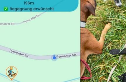 Fernschnauze-App macht Hundebegegnungen transparent, planbar und stressfrei für (Foto: Jasmin Pieper/Fernschnauze)