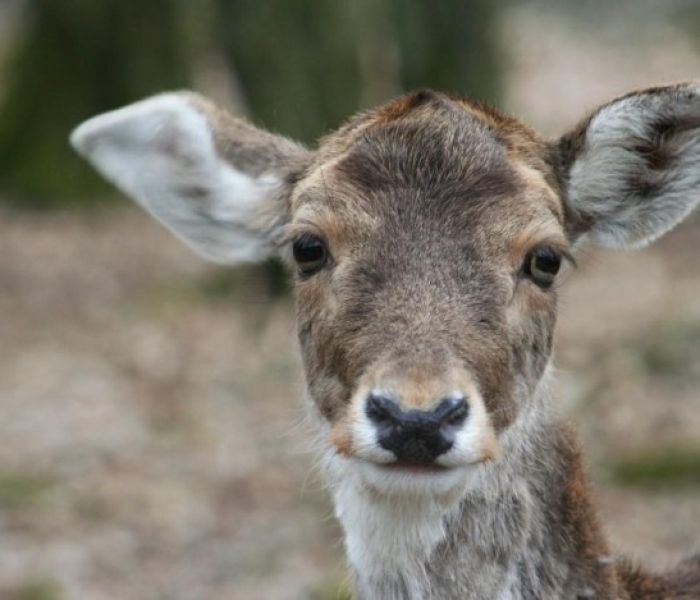 Ein Besuch beim Wild-Park Klaushof ist ein Abenteuer f&uuml;r Gro&szlig; und (Foto: Heike Ulsamer)