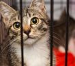 Schleswig-Holstein führt ab 1. Juli 2026 landesweite Katzenschutzverordnung (Foto: AdobeStock - Okssi - 120826845)